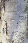 Nature Tree Trunk 130
