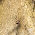Nature Tree Trunk 132