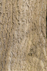Nature Tree Trunk 133