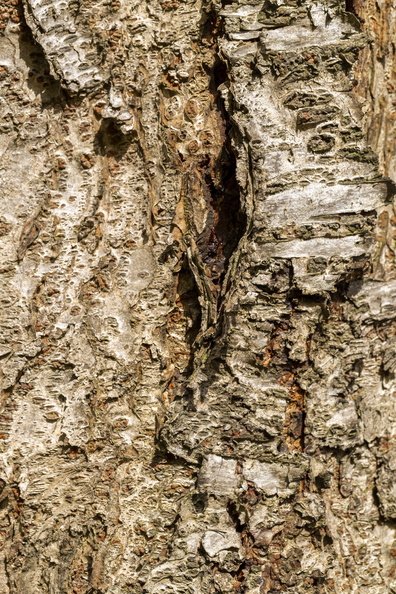 Nature Tree Trunk 136