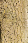 Nature Tree Trunk 138