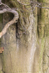 Nature Tree Trunk 142