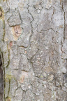 Nature Tree Trunk 144