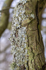 Nature Tree Trunk 146