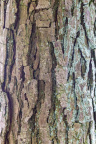Nature Tree Trunk 147