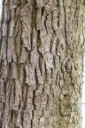 Nature Tree Trunk 148