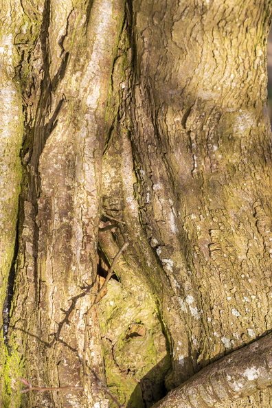 Nature Tree Trunk 158