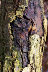 Nature Tree Trunk 164