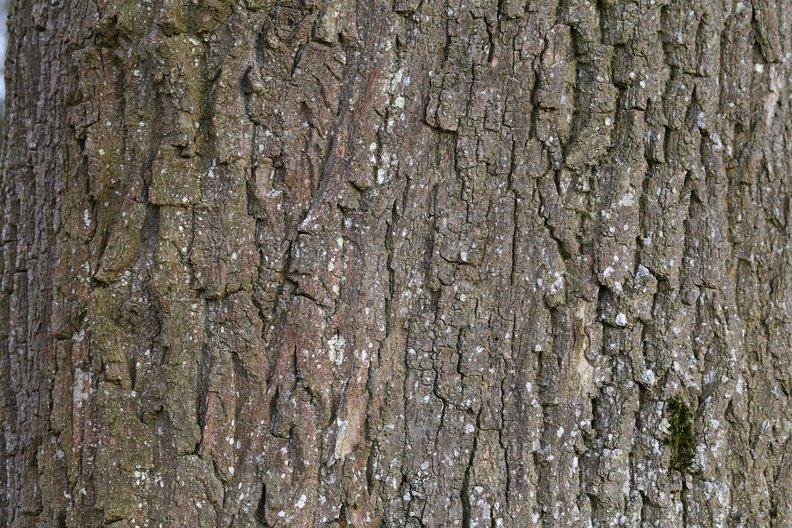 Nature Tree Trunk 166