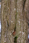 Nature Tree Trunk 170