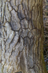 Nature Tree Trunk 173