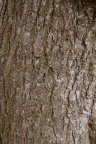 Nature Tree Trunk 178