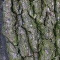 Nature Tree Trunk 179