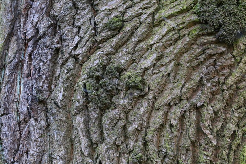 Nature Tree Trunk 181