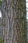 Nature Tree Trunk 188