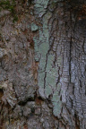 Nature Tree Trunk 190