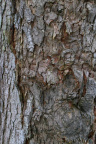 Nature Tree Trunk 192
