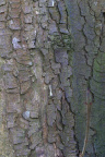 Nature Tree Trunk 196