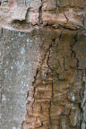 Nature Tree Trunk 203
