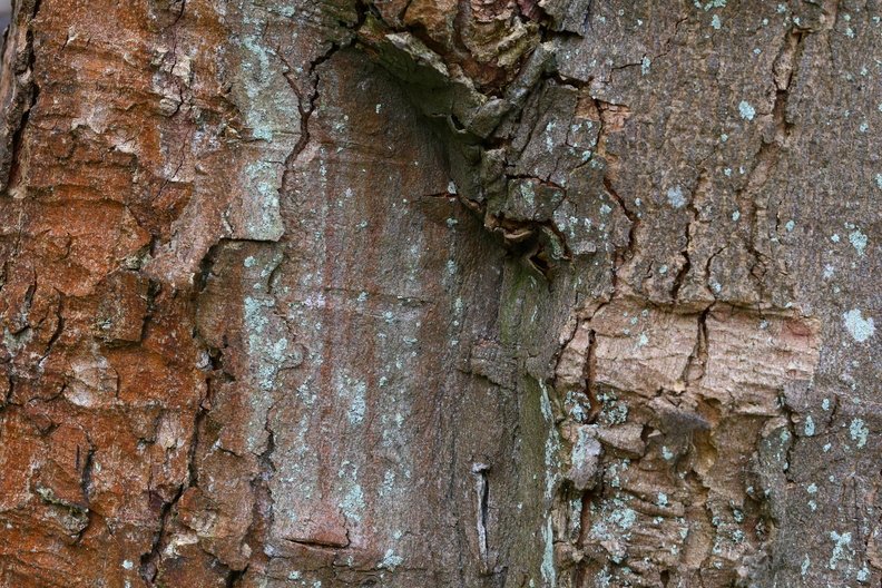 Nature Tree Trunk 204