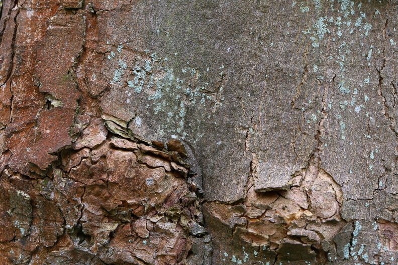 Nature Tree Trunk 205