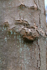 Nature Tree Trunk 206