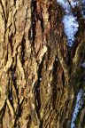 Nature Tree Trunk 208