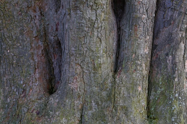 Nature Tree Trunk 216