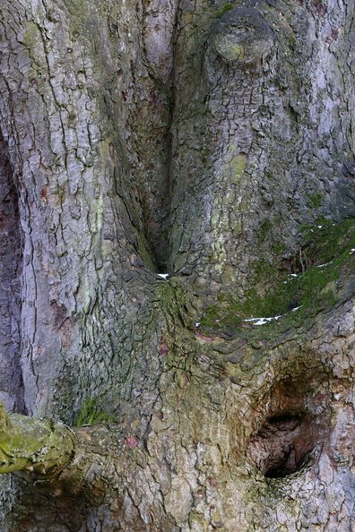 Nature Tree Trunk 217