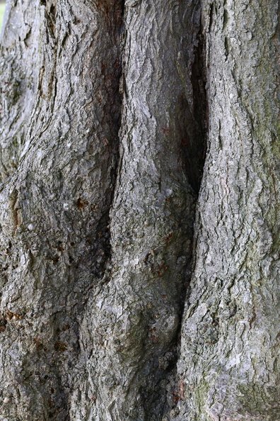 Nature Tree Trunk 219