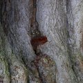 Nature Tree Trunk 220