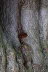 Nature Tree Trunk 220