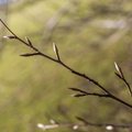 Nature_Branches_013.JPG