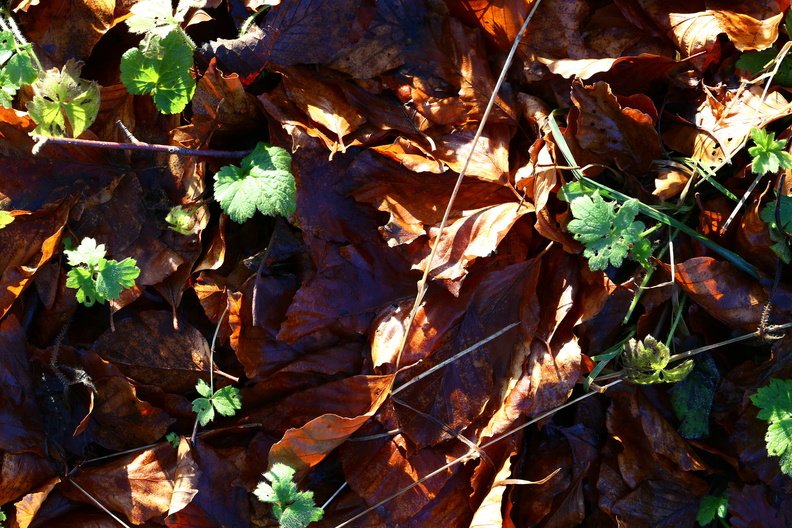 Ground Leaves 016