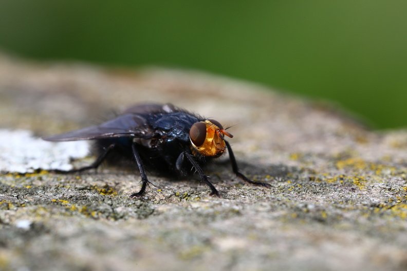 Fauna_Insects_087.JPG