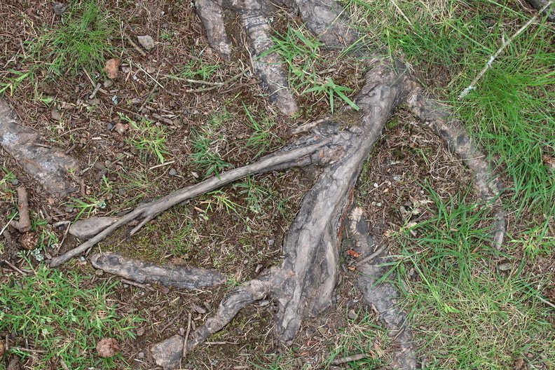 Nature Tree Roots 036