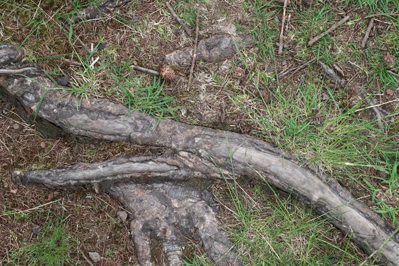 Nature Tree Roots 035