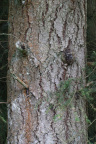 Nature Tree Trunk 234