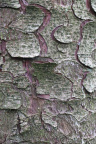 Nature Tree Trunk 230