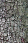 Nature Tree Trunk 232