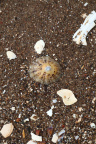 Sea Seashells 041