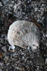 Sea Seashells 044