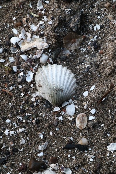 Sea Seashells 045