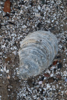 Sea Seashells 033