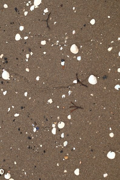 Sea Seashells 034