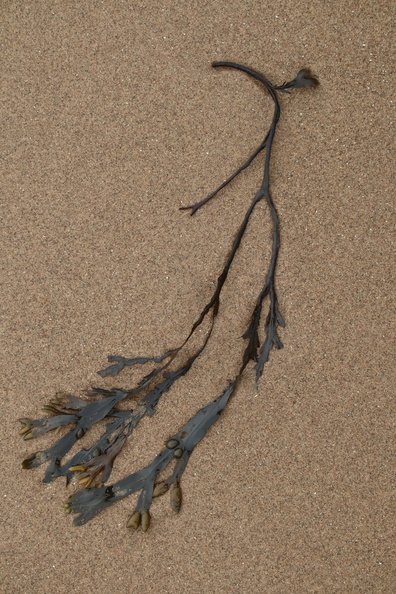 Sea Seaweed 034