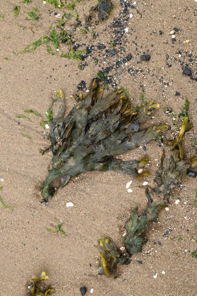 Sea_Seaweed_035.JPG