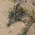 Sea Seaweed 035