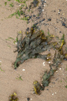 Sea Seaweed 035