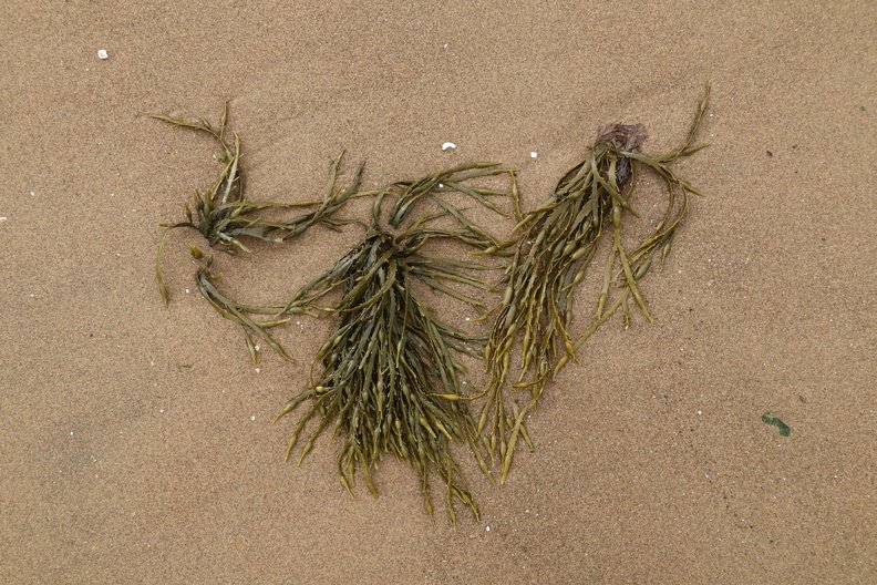 Sea_Seaweed_025.JPG